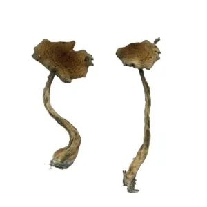 Kokainkapseln